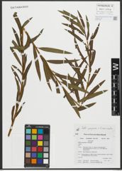 Foto von Salix purpurea L. x Salix viminalis L.